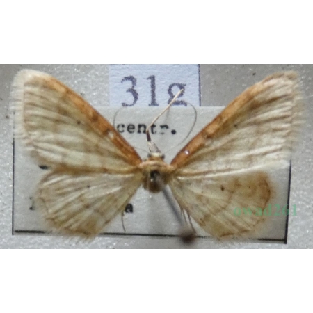 Idaea humiliata (Hufnagel, 1767) Krocznik pokorniak Czech31g